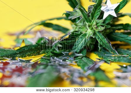 Inflorescence And Leaves Of Wild Cannabis Hemp Along With Silver Stars Lie On A Yellow Background. P