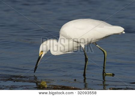Snowy Hejren - Egretta thula