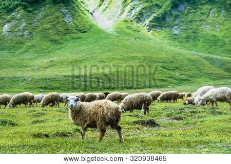 Sheep Grazing At Truso Valley And Gorge  Landscape On Trekking / Hiking Route, In Kazbegi, Georgia.