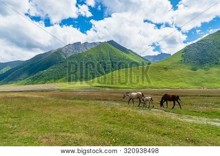 Horses And Truso Valley And Gorge  Landscape Trekking / Hiking Route, In Kazbegi, Georgia. Truso Val