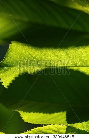 Juicy Grass And Leaves Taken Off A Large Plateau In The Setting Sun, Many Details