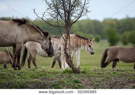 Mandria di cavalli konik nella natura