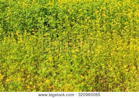 View Into Field With Wild Mustard Or Sinapis Arvensis With Yellow Flowering Plants