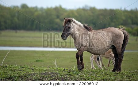 Cavalli konik nella natura
