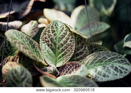 Episcia Cupreata (flame Violet, Carpet Plant)