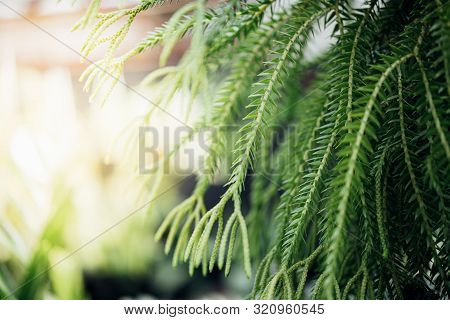 Fern In Nature Environment Greenery Concept