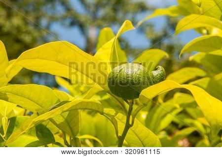 Close-up Of An Unripe Orange With Lateral Excrescence Ripening On Tree