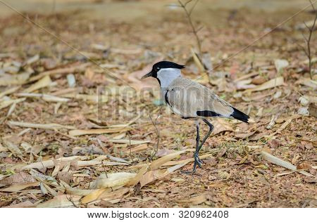 Medium Sized Bird, River Lapwing. Vanellus Duvaucelii, Feeding On Ground, Copy Space