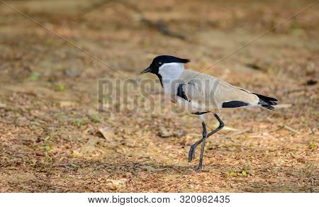 Medium Sized Bird, River Lapwing. Vanellus Duvaucelii, Feeding On Ground, Copy Space