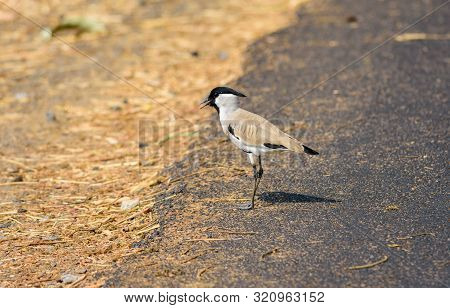 Medium Sized Bird, River Lapwing. Vanellus Duvaucelii, Feeding On Ground, Copy Space