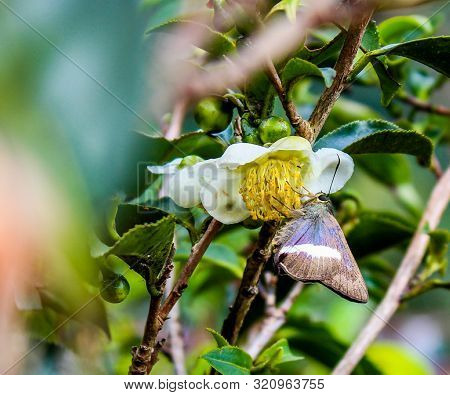 Butterfly On Tea Flowwer , Photo Capture From Tea Garden.