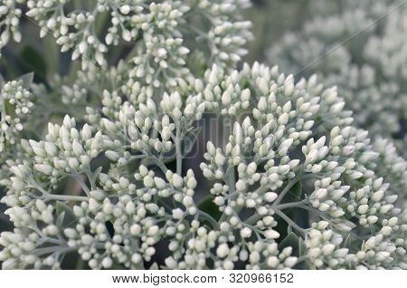 Lot Of Blooming Hylotelephium Telephium White Flowers With Green Leaves And Stems
