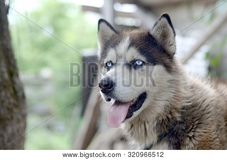 Arctic Malamute With Blue Eyes Muzzle Portrait Close Up. This Is A Fairly Large Dog Native Type