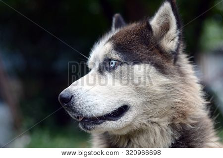 Arctic Malamute With Blue Eyes Muzzle Portrait Close Up. This Is A Fairly Large Dog Native Type