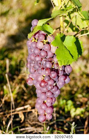 grapevine in vineyard (gewurztraminer), Alsace, France