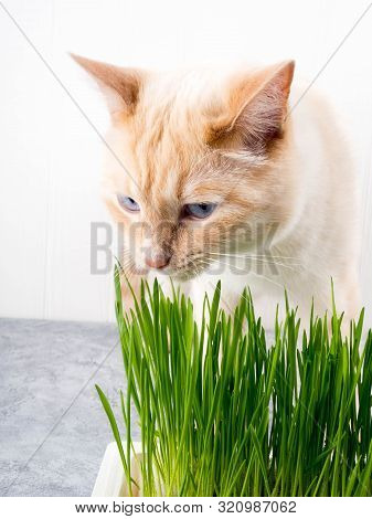 Cat Eats Grass. Cat Is Eating Fresh Green Grass. Cat Grass, Pet Grass. Natural Hairball Treatment, W