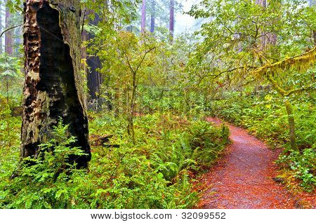 Redwood-Nationalpark