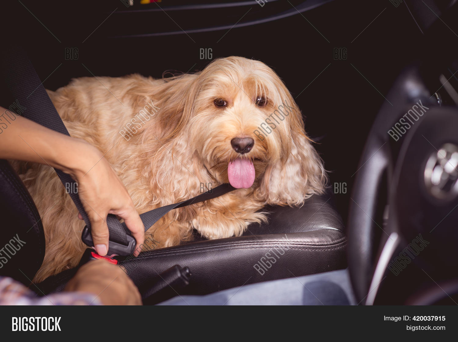 cockapoo car seat