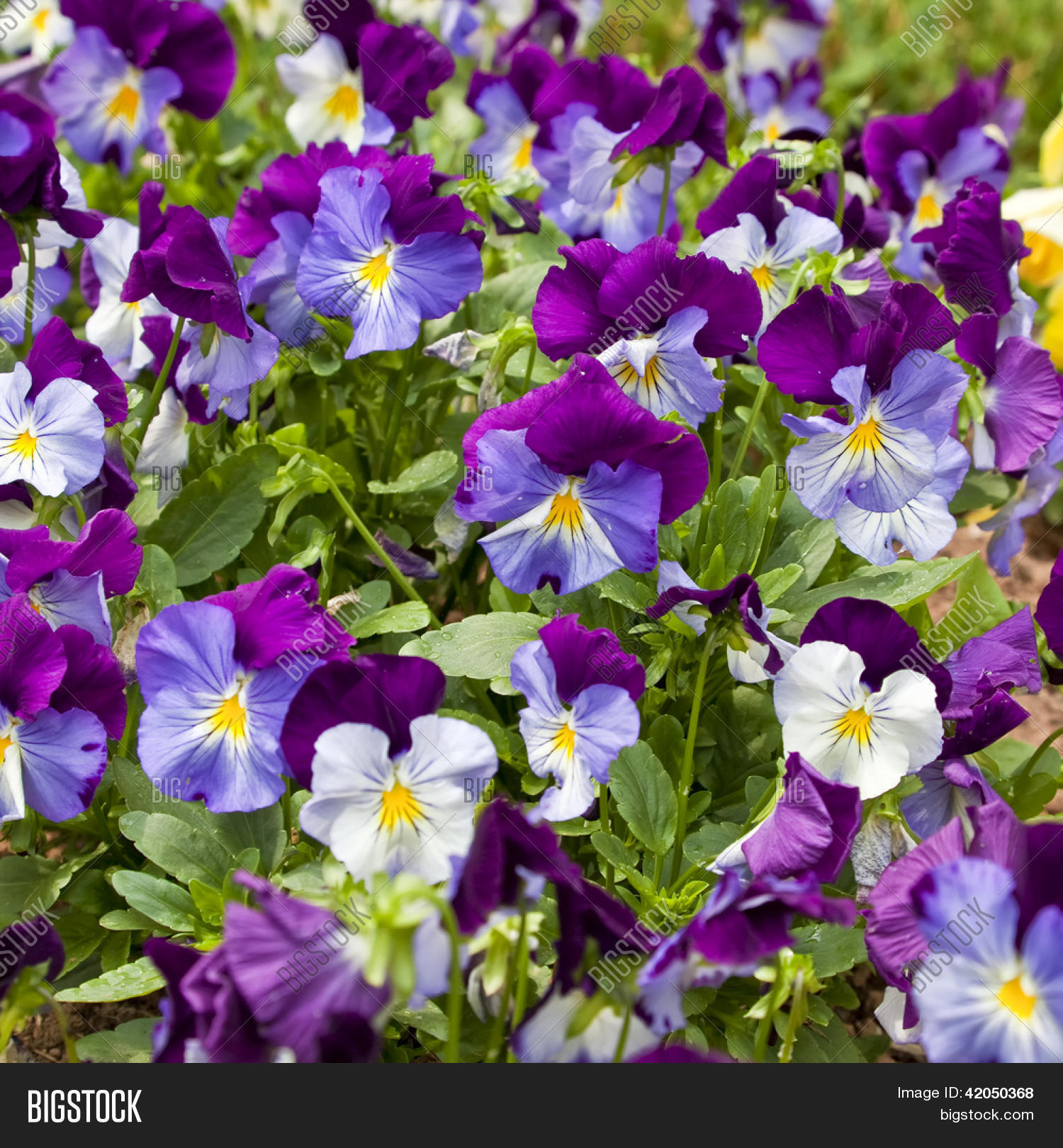 Colorful Violas Summer Image & Photo (Free Trial) Bigstock