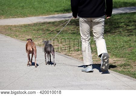 Man Walking Two Dogs In A Park. Concept Of Dog Sitter, Care For Pets