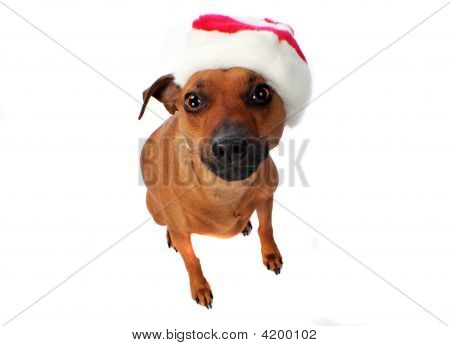 犬