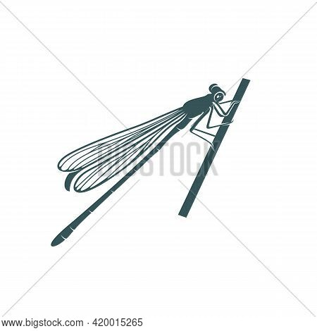 Dragonfly Design Vector Illustration, Creative Dragonfly Logo Design Concept Template, Symbols Icons