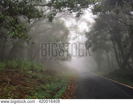 Spectacular View Of Misty Forest In Kinnakorai, Tamilnadu, India.