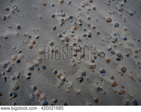 Closeup View Of A Collection Of Different Coloured Sea Shells Mussels On Sand Beach Noorderhoofd Wes