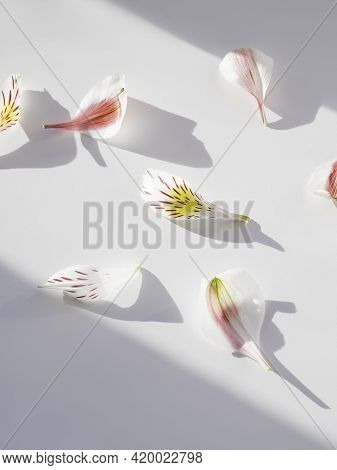 Top Ivew On Alstroemeria Petals On White Background. Geometrical Backdrop With Fragile Petals, Light