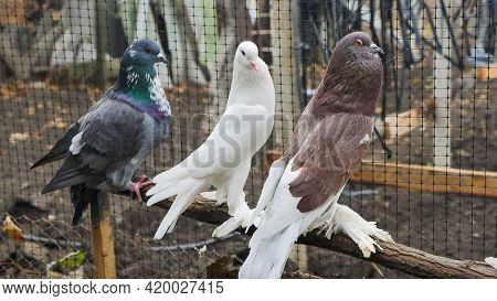 Decorative Pigeons Of Different Breeds Colors With Shaggy Paws On A Farm In A Cage. Beautiful Origin