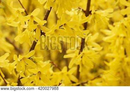 Forsythia Intermedia Flowers Wonderful Yellow Blooming Branches Close Up
