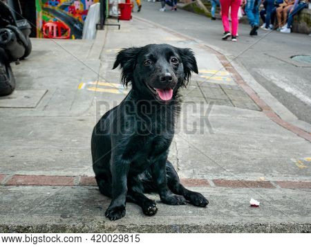 Mongrel Black Dog Panting With A Happy Face In The Comuna 13, Tourist Neighbourhood Of Medellin, Col