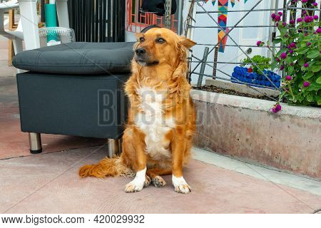 Medellin, Antioquia, Colombia - March 27 2021: Mongrel Brown Dog Staring In The Comuna 13, Tourist N