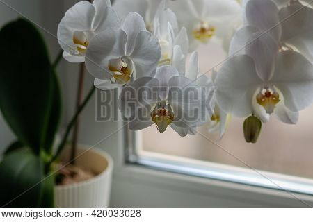 White Moth Orchid On Windowsill With Poor Lighting, Houseplant Care In Winter