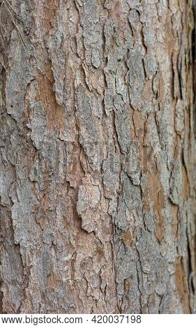 Picea Omorica (omorika) Also Known As Serbian Spruce, Pančić Spruce Bark. Close Up . Detail.