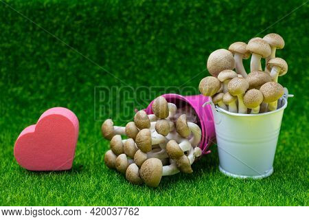 Hon-shimeji  Mushroom Or Bunna-shimeji (hypsizygus Marmoreus) In Pink And White Small Bucket With Lo
