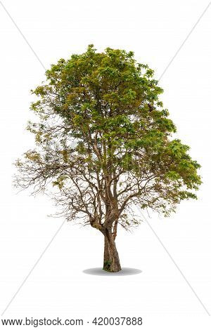 Green Big Tree Isolated On White Background. Nature Object Cutout For Design. Ceylon Oak ( Schleiche