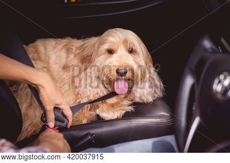 Owner Seatbelt On Hairy Dog In Car For Safety. Adorable Cockapoo Breeding Mixed (cocker Spaniel And 