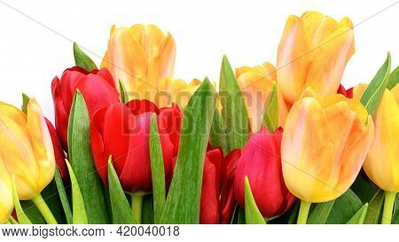 Bouquet Of Yellow And Red Tulips Isolated On White Background. Spring And Summer Backdrop. Mother\'s