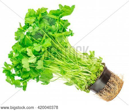 Fresh Parsley  Isolated On White Background. Parsley Herb Growing In A Flower Pot, Organic Food Conc