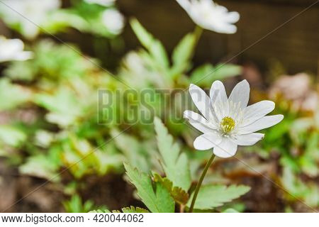 Chickweed-wintergreen, Arctic Starflower, Flower Close-up At Forest, Selective Focus.