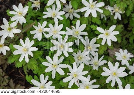Arctic Starflower Or Wintergren Stellate Flower In The Forest. Close-up. View From Above.