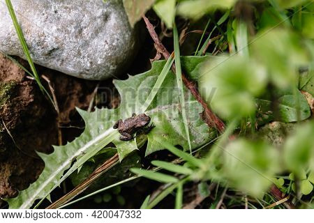 A Small Gray Brown Toad Sits On A Green Dandelion Leaf In Summer. Protection Of The Environment And 