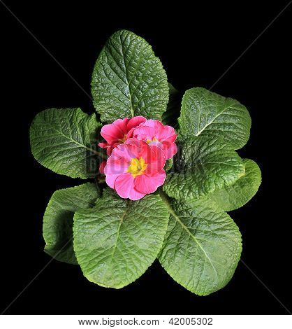 Kvetoucí růžová Primula na černém pozadí