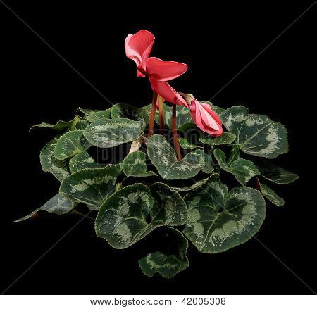 Siyah arka plan üzerinde pembe Siklamen çiçekli