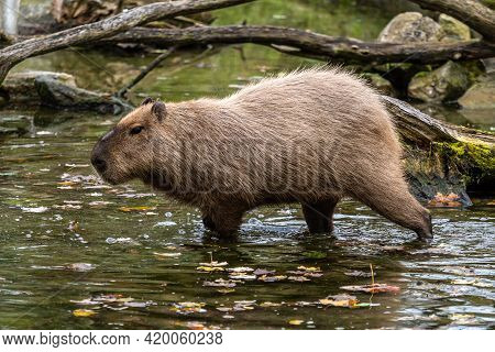 The Capybara, Hydrochoerus Hydrochaeris Is A Mammal Native To South America. It Is The Largest Livin