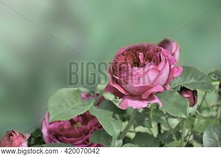 Soft Blurred Artistic Floral Background With Delicate Pink Rose Flower With Green Leaves In The Gard