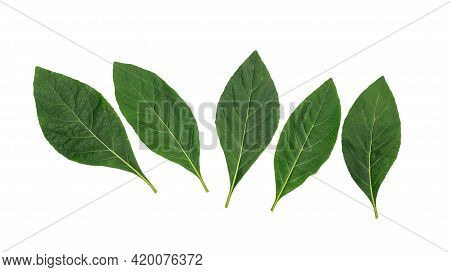 Green Bitterleaf Tree On A White Background.