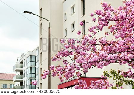 Cherry Blossoms In Front Of Modern House, Old Town Appartment Block Of Flats In Berlin, Germany. Mod