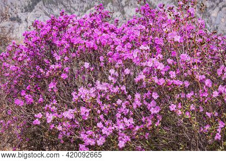 Beautiful Spring Floral Background With Bright Purple Rhododendron Flowers (rhododendron Ledebour) A